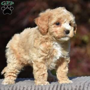Boxer, Bich-Poo Puppy